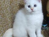 Bri̇ti̇sh Shorthai̇r-Longhai̇r Yavrularim